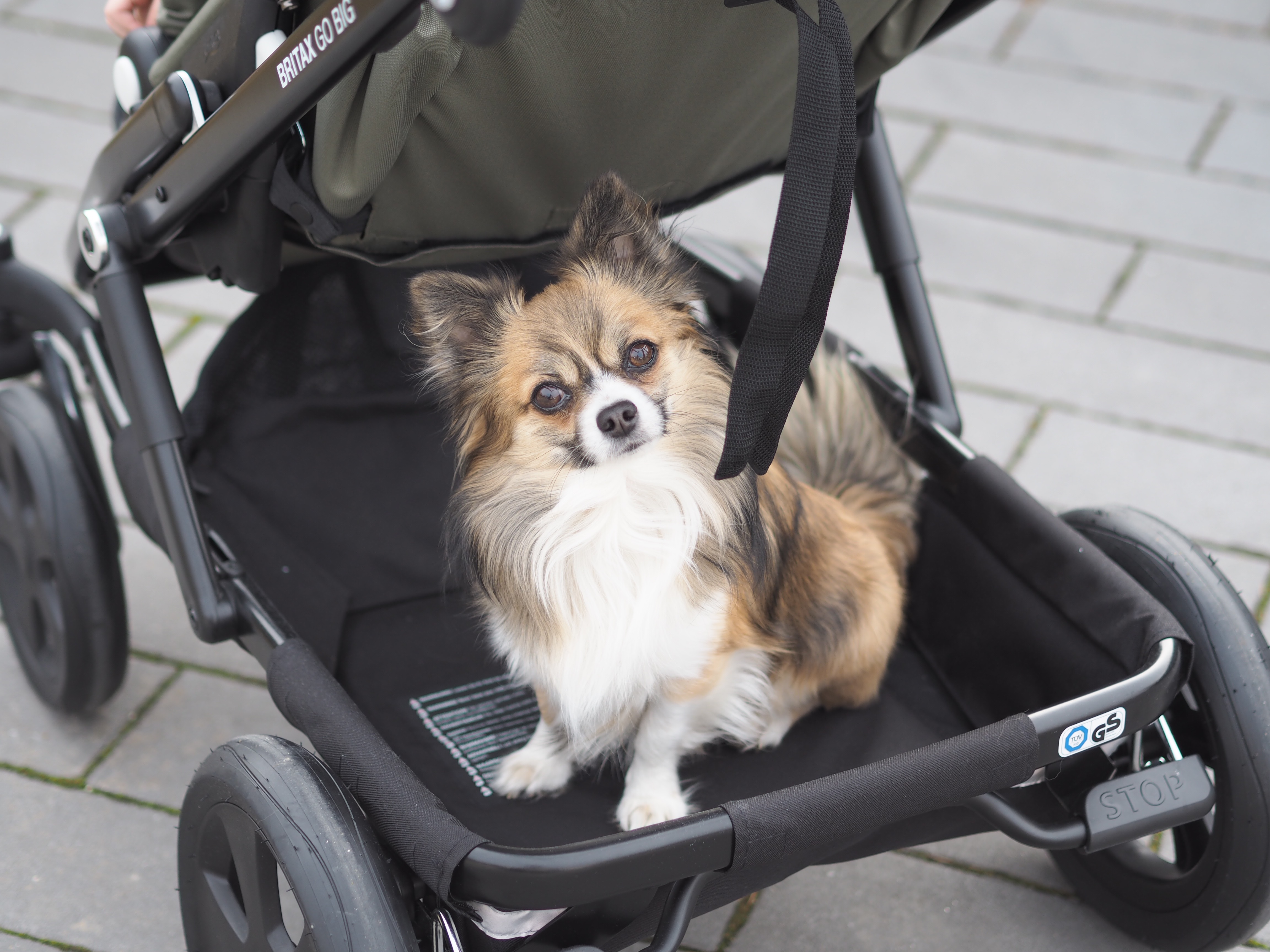 Der britax Go Big Kinderwagen im Test auf Maison Pazi